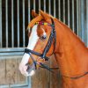 chukka browband, colourful browbands, horse tack, polo tack, polo leather, equestrian, polo ponies,