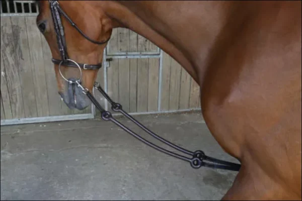 bun gee martingale, french martingale